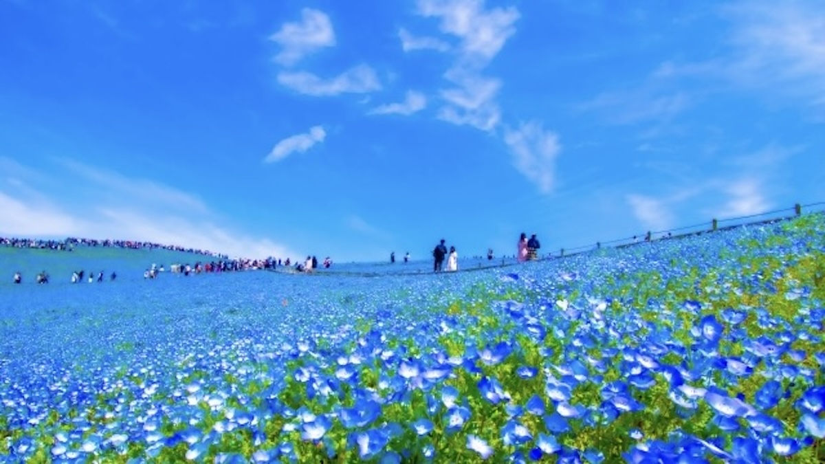 移住したい都道府県ランキング最下位の茨城県の魅力のイメージ画像