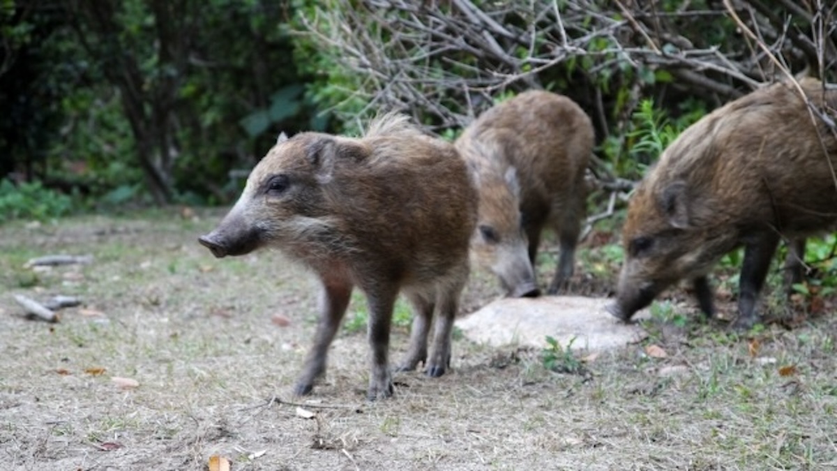 田舎移住後うんざりのイメージ画像